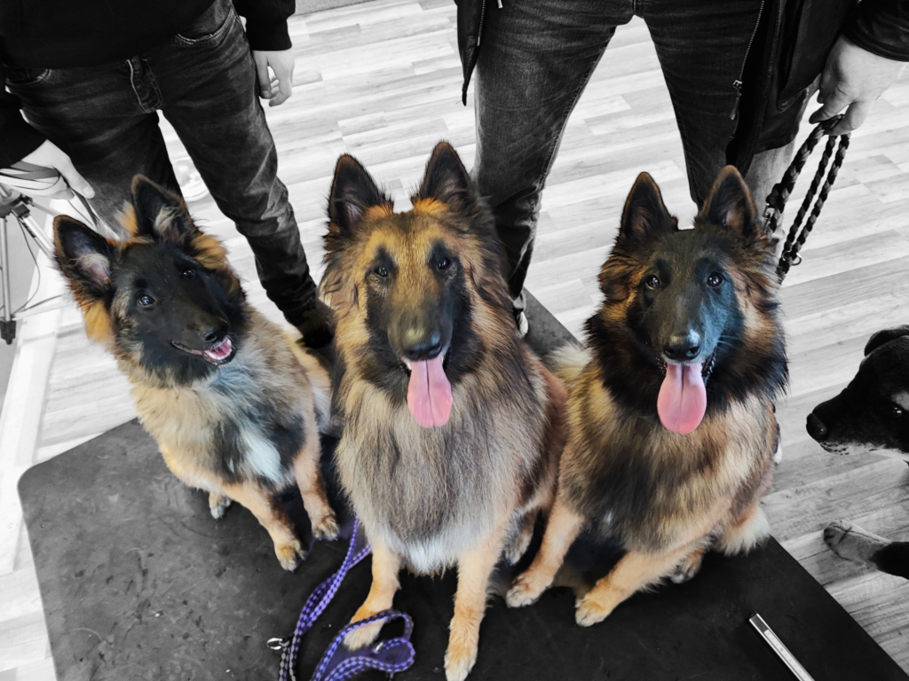 Foto von drei Hunden der Rasse Tervueren.