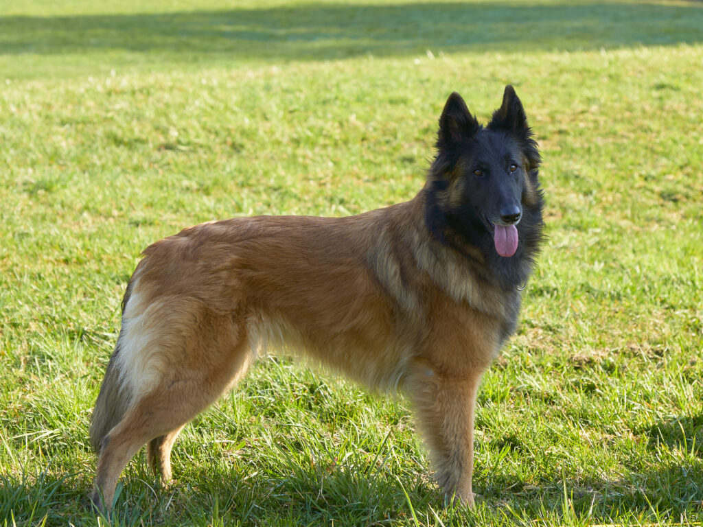 Pina im Stehen, 4 Jahre und 5 Monate alt.