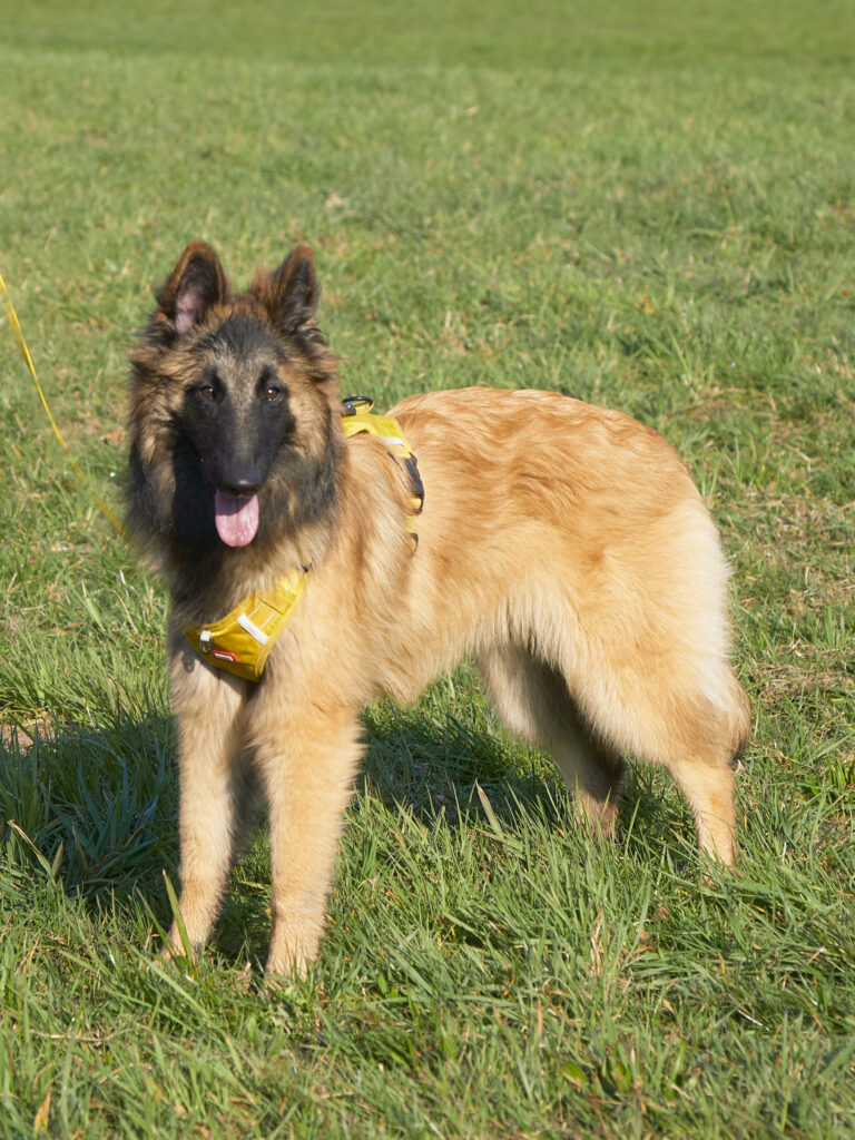 Anouk, Einzelbild im Stehen. Fast 7 Monate alt.