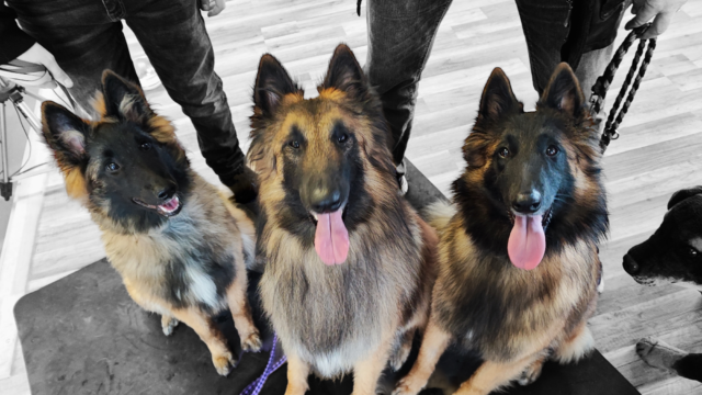 März 2023, Gruppenbild bei der Gangwerkstudie in Stuttgart Foto von drei Hunden der Rasse Tervueren.