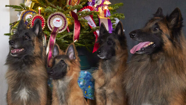 Weihnachten 2025, vor dem Weihnachtsbaum