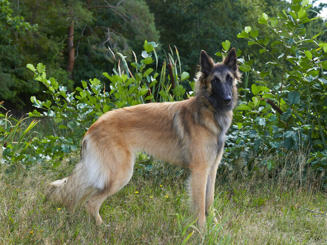 Anouk vom Kupferweiher, 12 Monate, stehend Anouk vom Kupferweiher, 12 Monate, stehend